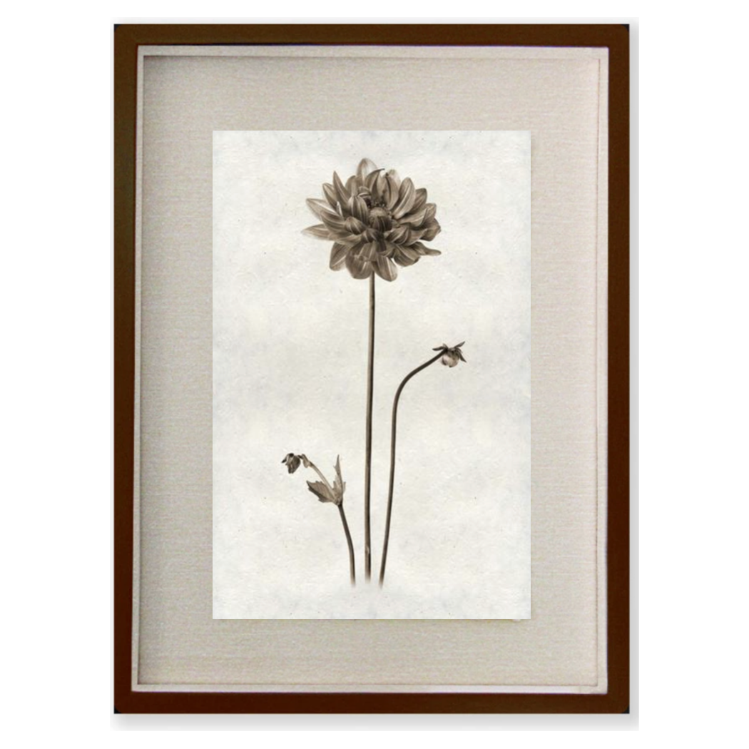 Single Dahlia