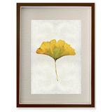 Ginko