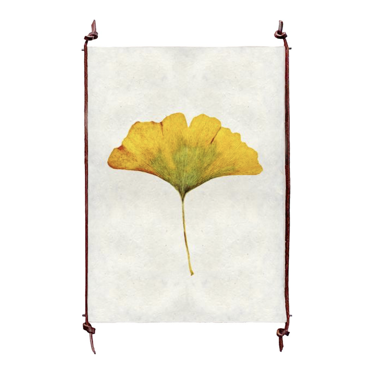 Ginko