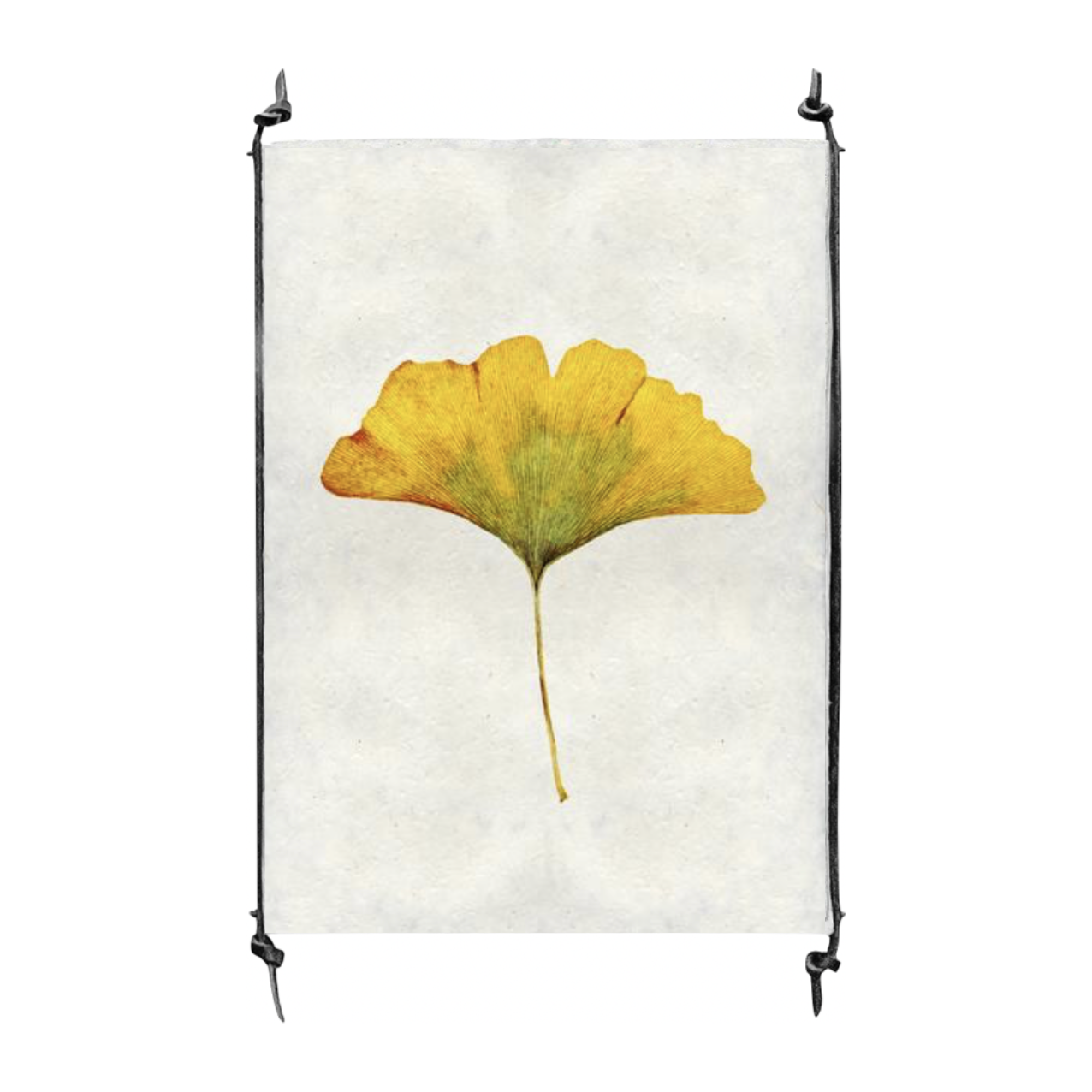 Ginko