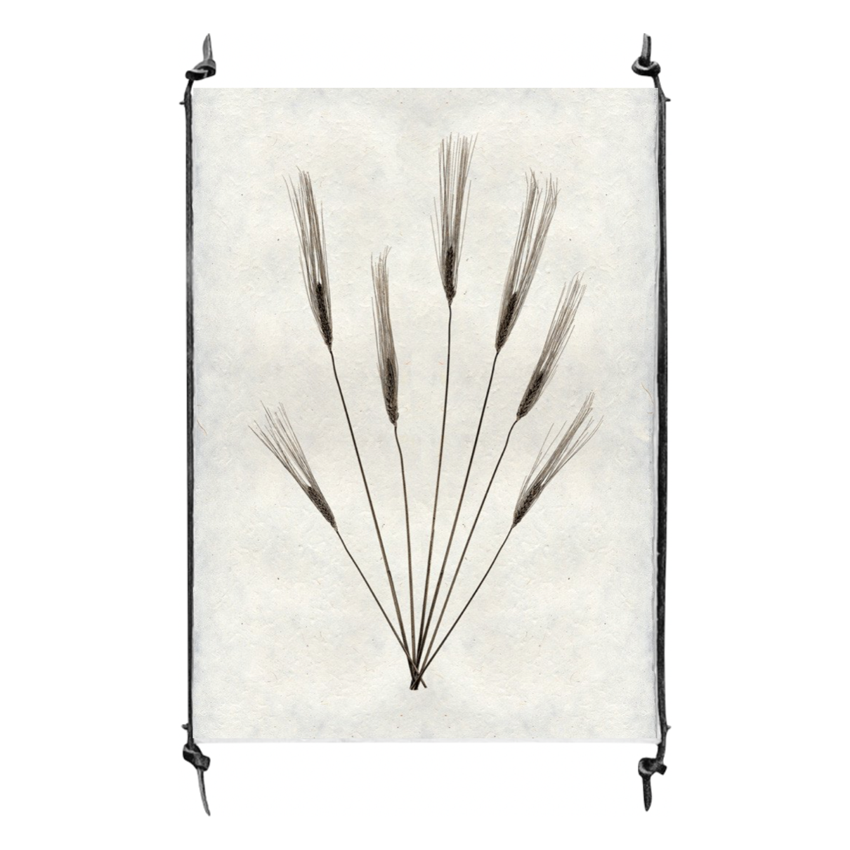Wheat Form #2