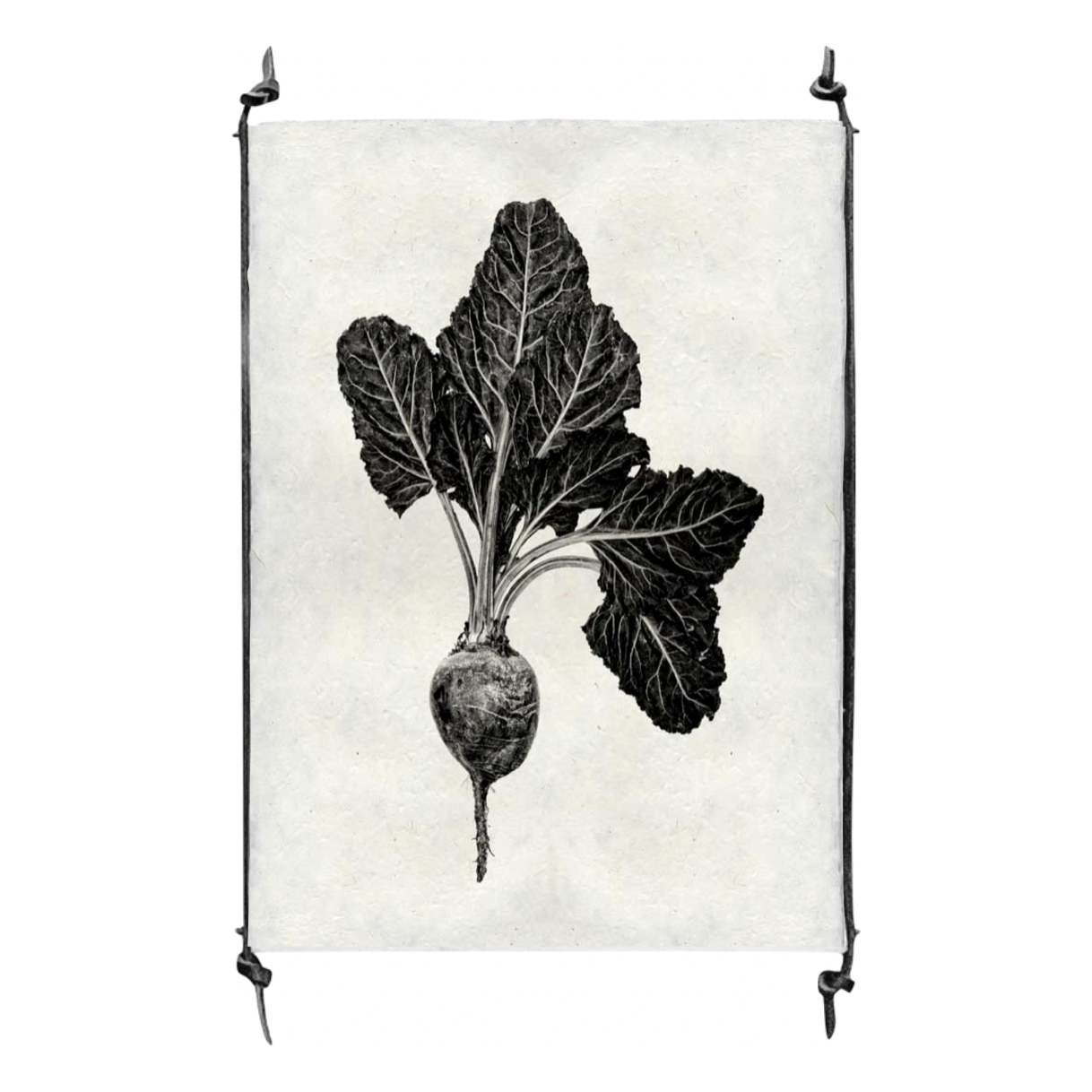Red Beet