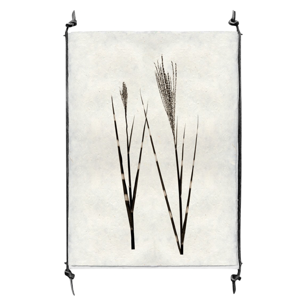 Grass Form