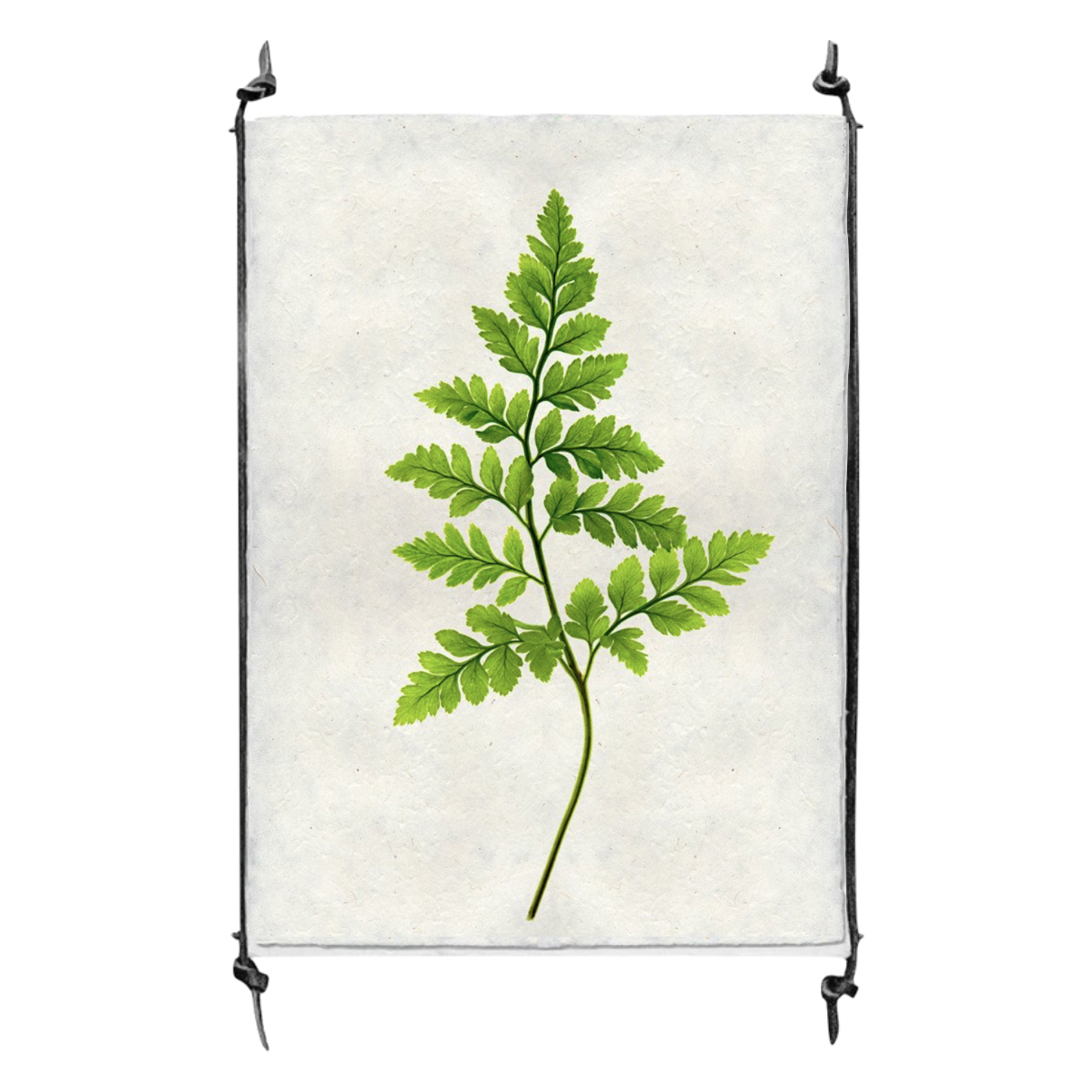 Fern #6