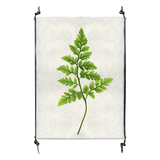 Fern #6