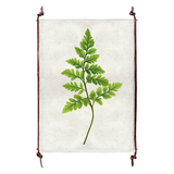 Fern #6