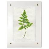 Fern #6