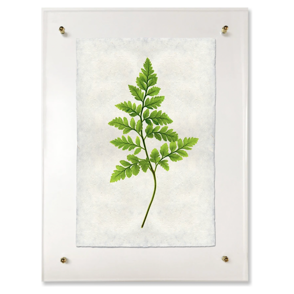 Fern #6
