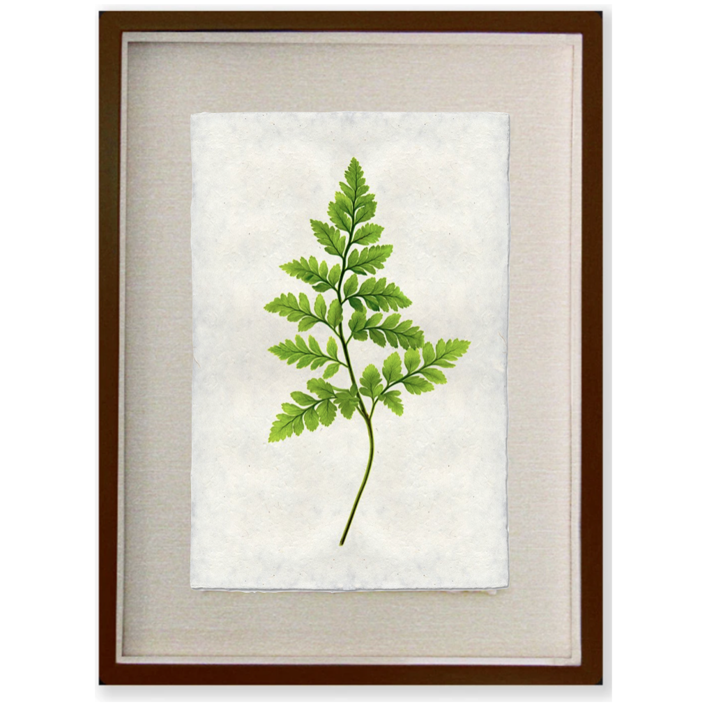Fern #6