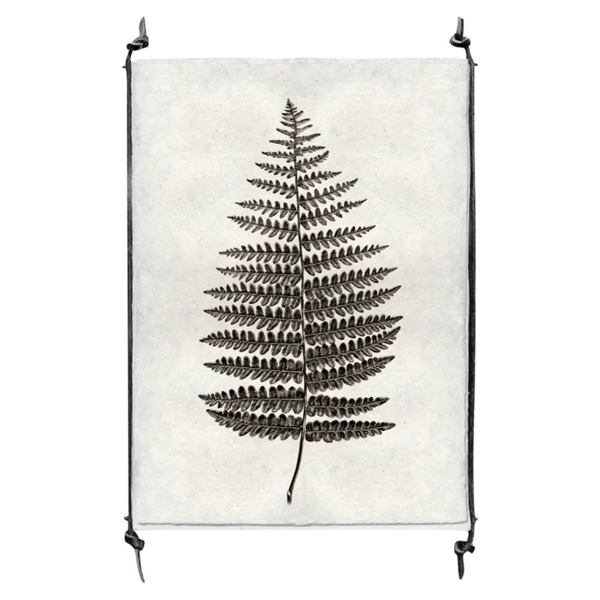Fern #1