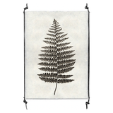 Fern #1