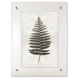 Fern #1
