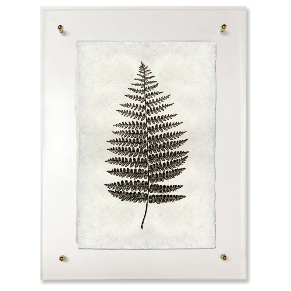 Fern #1