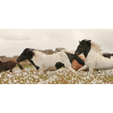 Wildflower Stallions Art