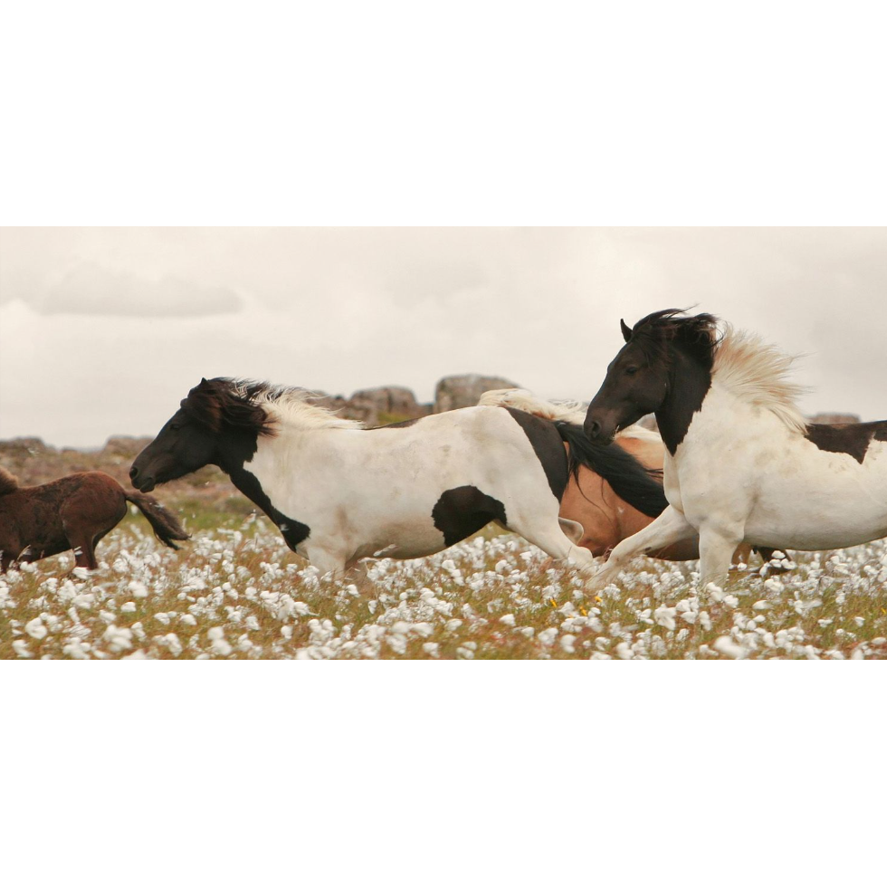 Wildflower Stallions Art