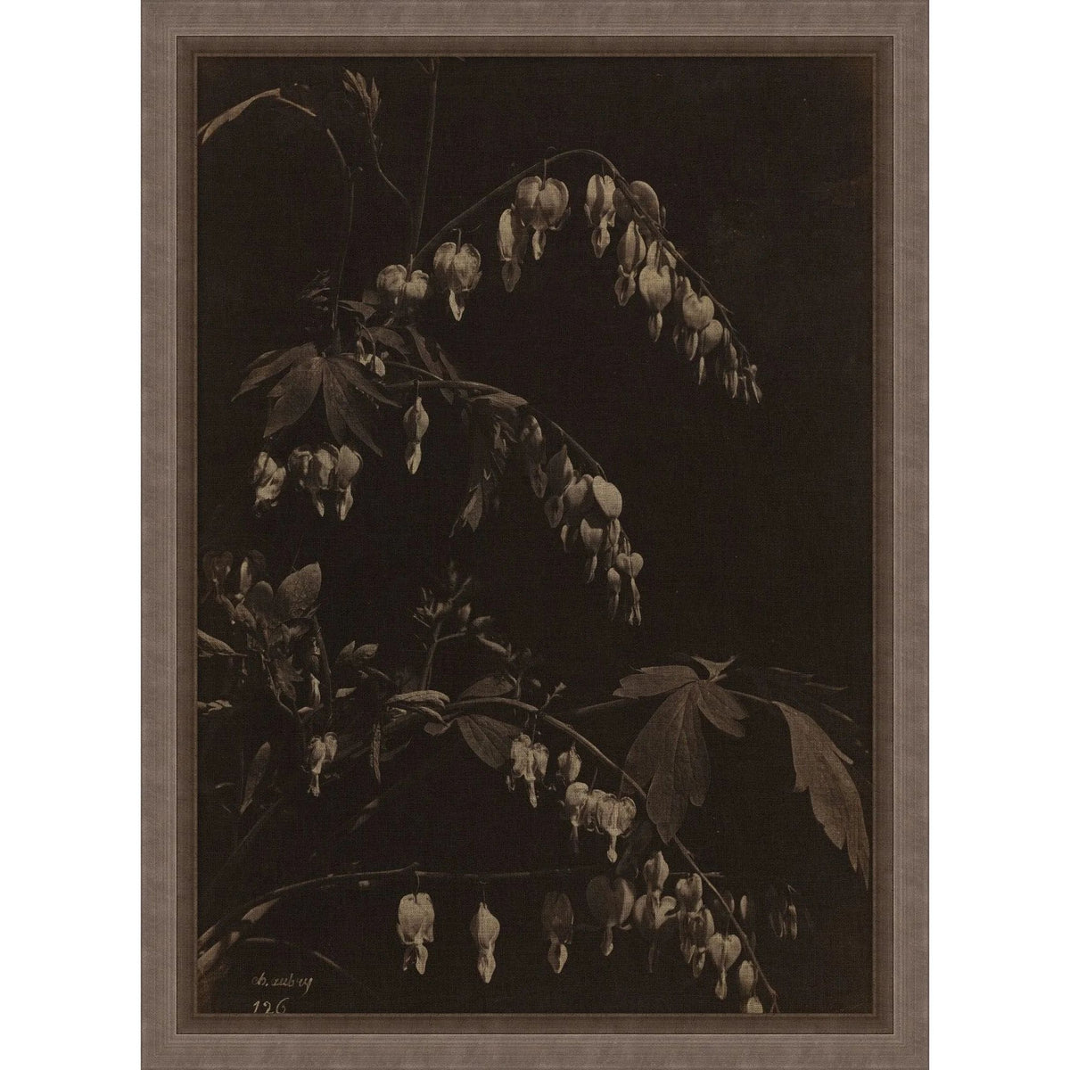 A Bleeding Heart Art