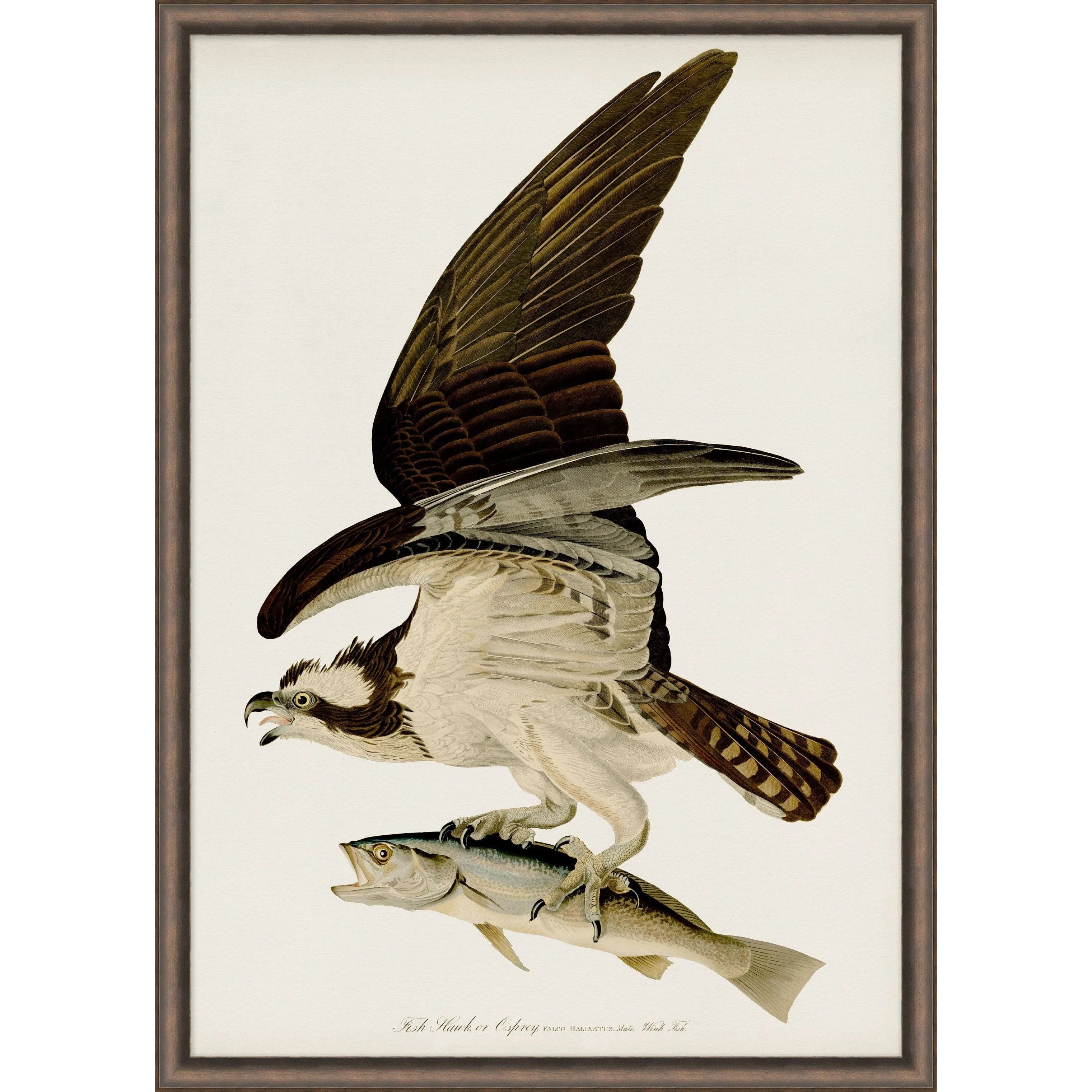 As fans of organic modern aesthetics at Amethyst, we love the optimistic inspired Fish Hawker Osprey Art. This item pairs well with other brands such as Cisco Home and is perfect for loft homes Amethyst Home provides interior design, new home construction design consulting, vintage area rugs, and lighting in the Charlotte metro area.