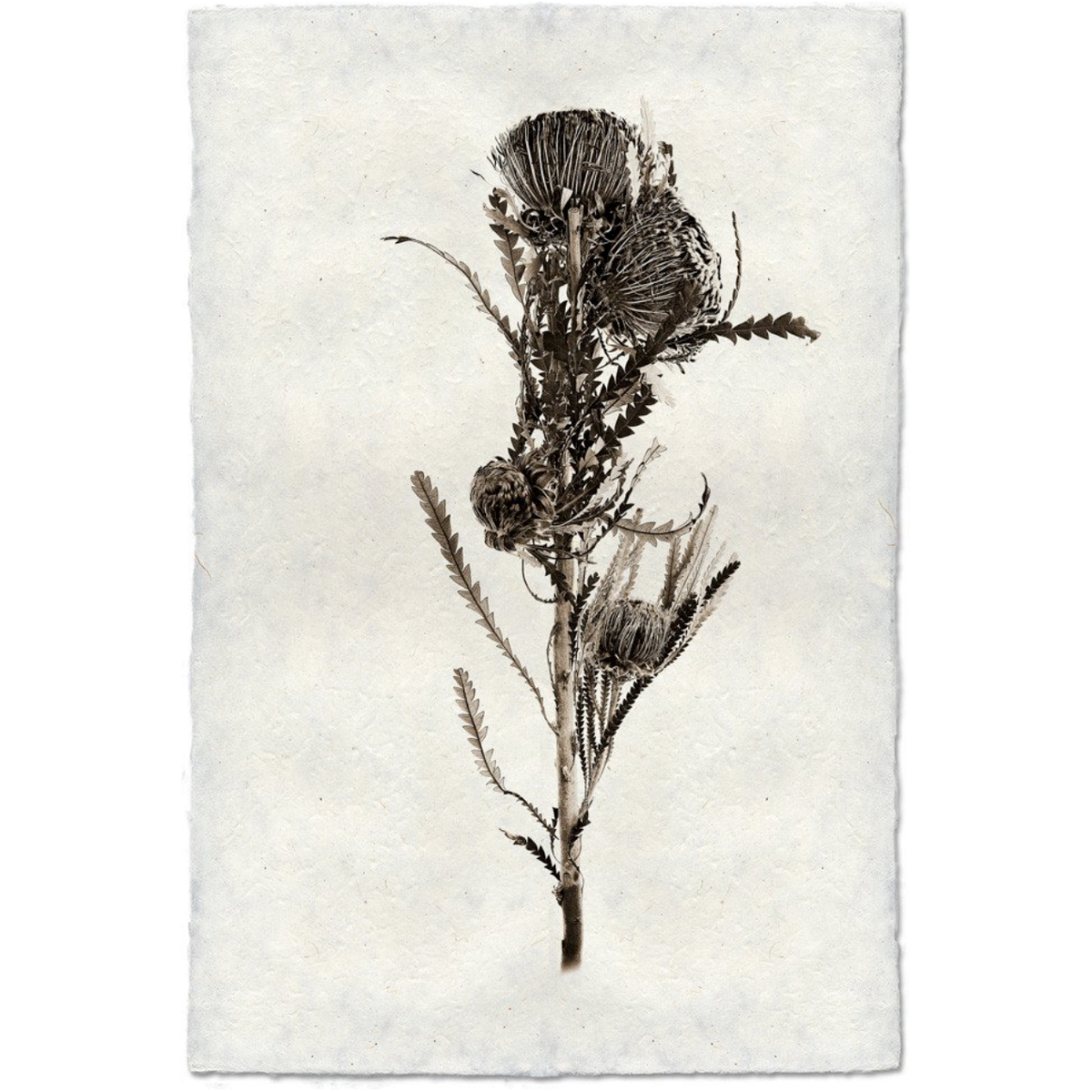 Banksia