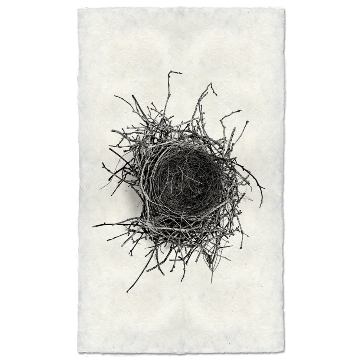 Nest Study #2
