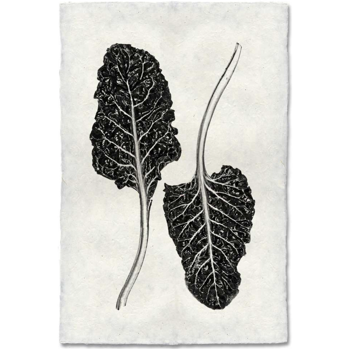 Swiss Chard