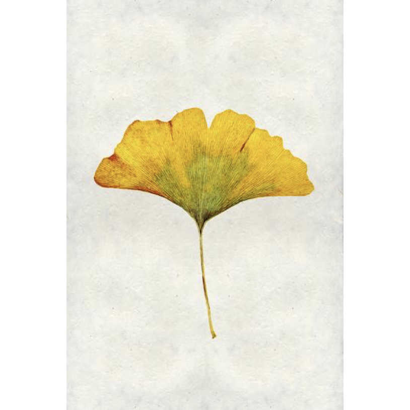 Ginko