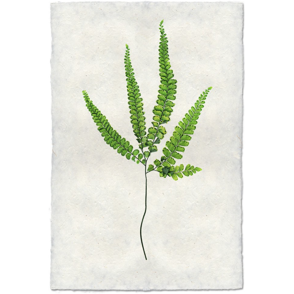 Fern #3