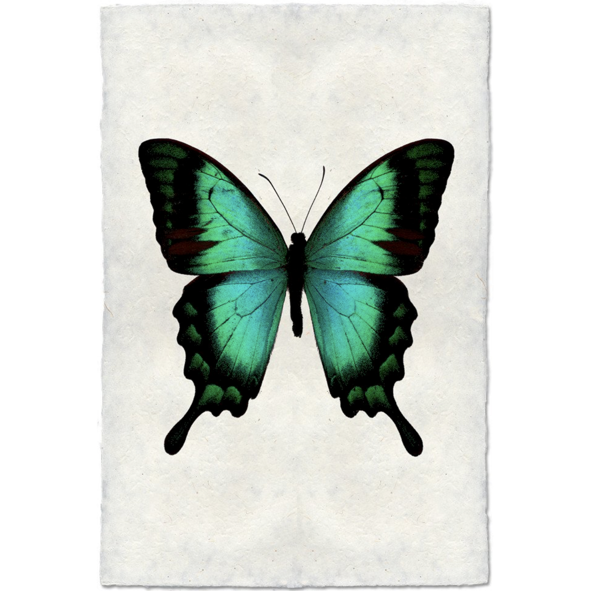 Butterfly #1