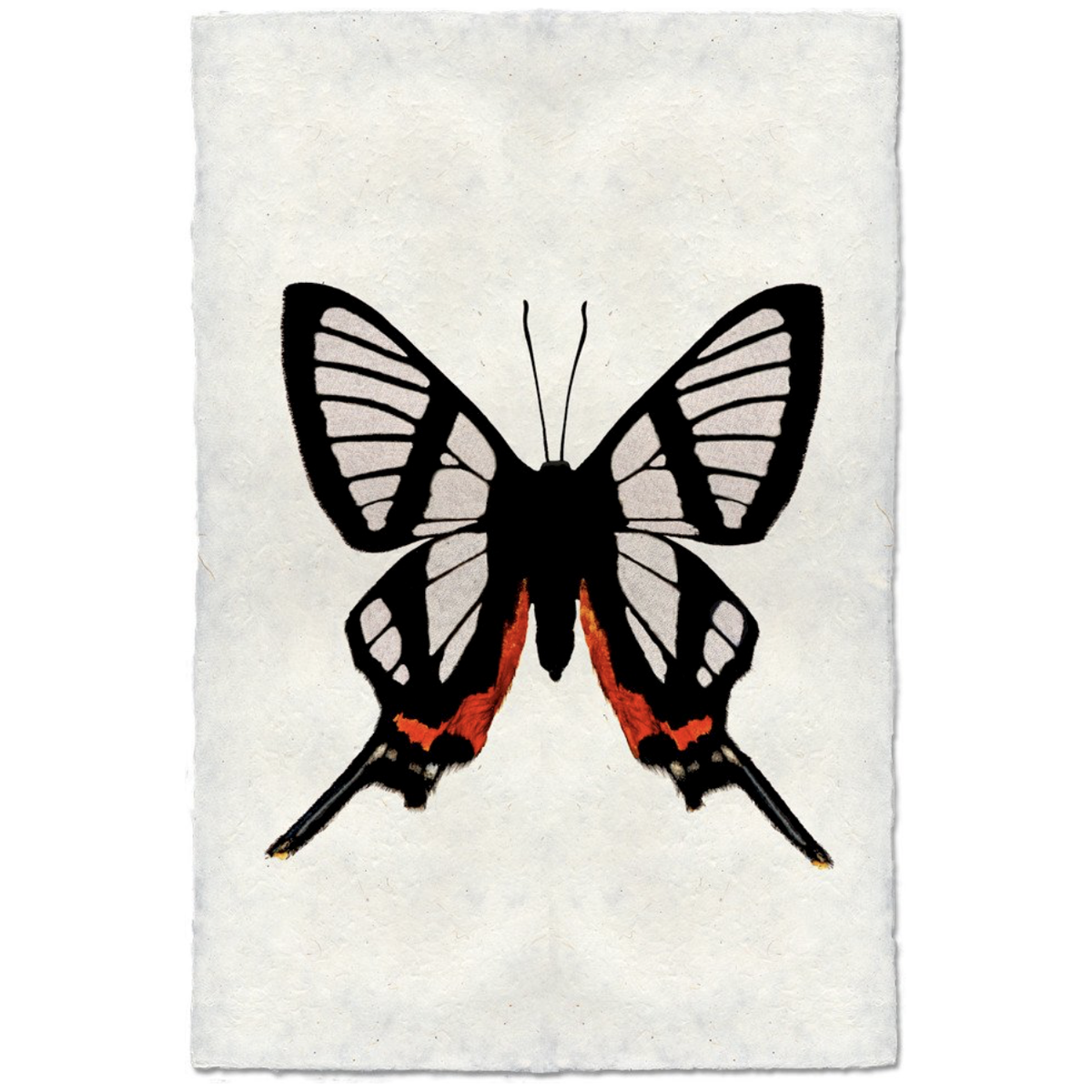 Butterfly #9