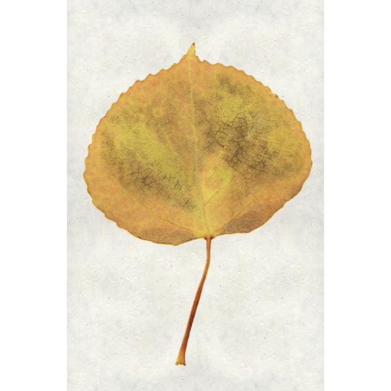 Aspen