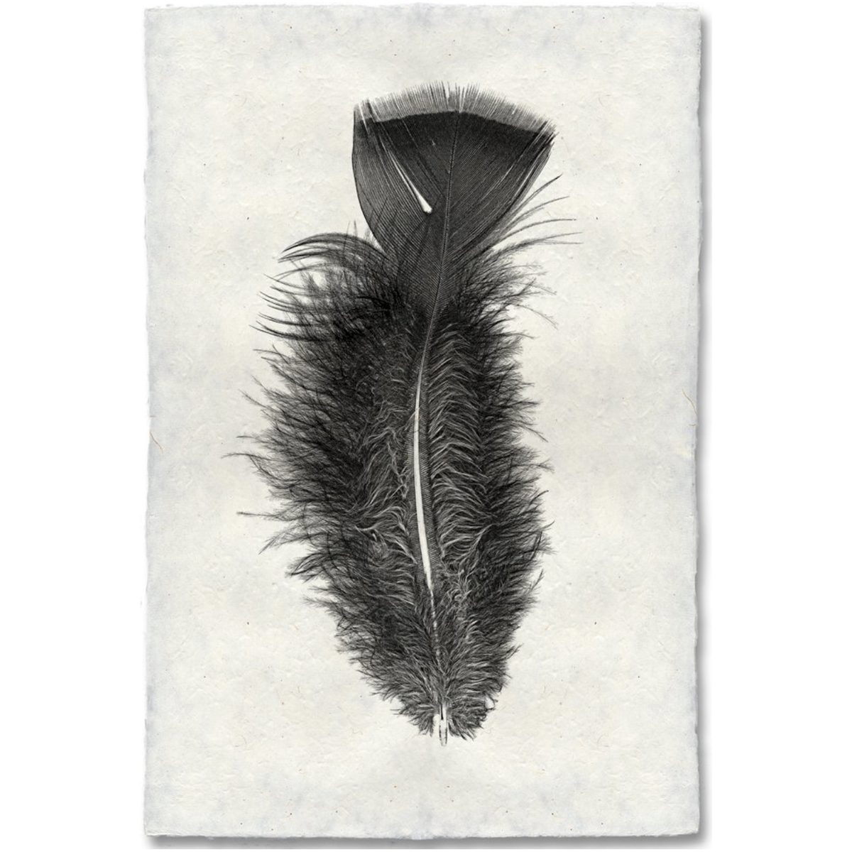 Feather Study #10