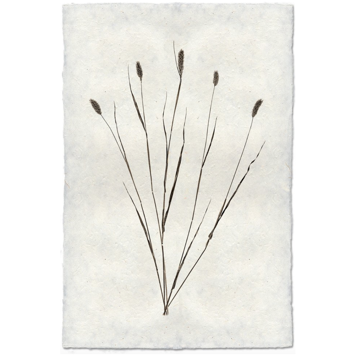 Canary Grass Form