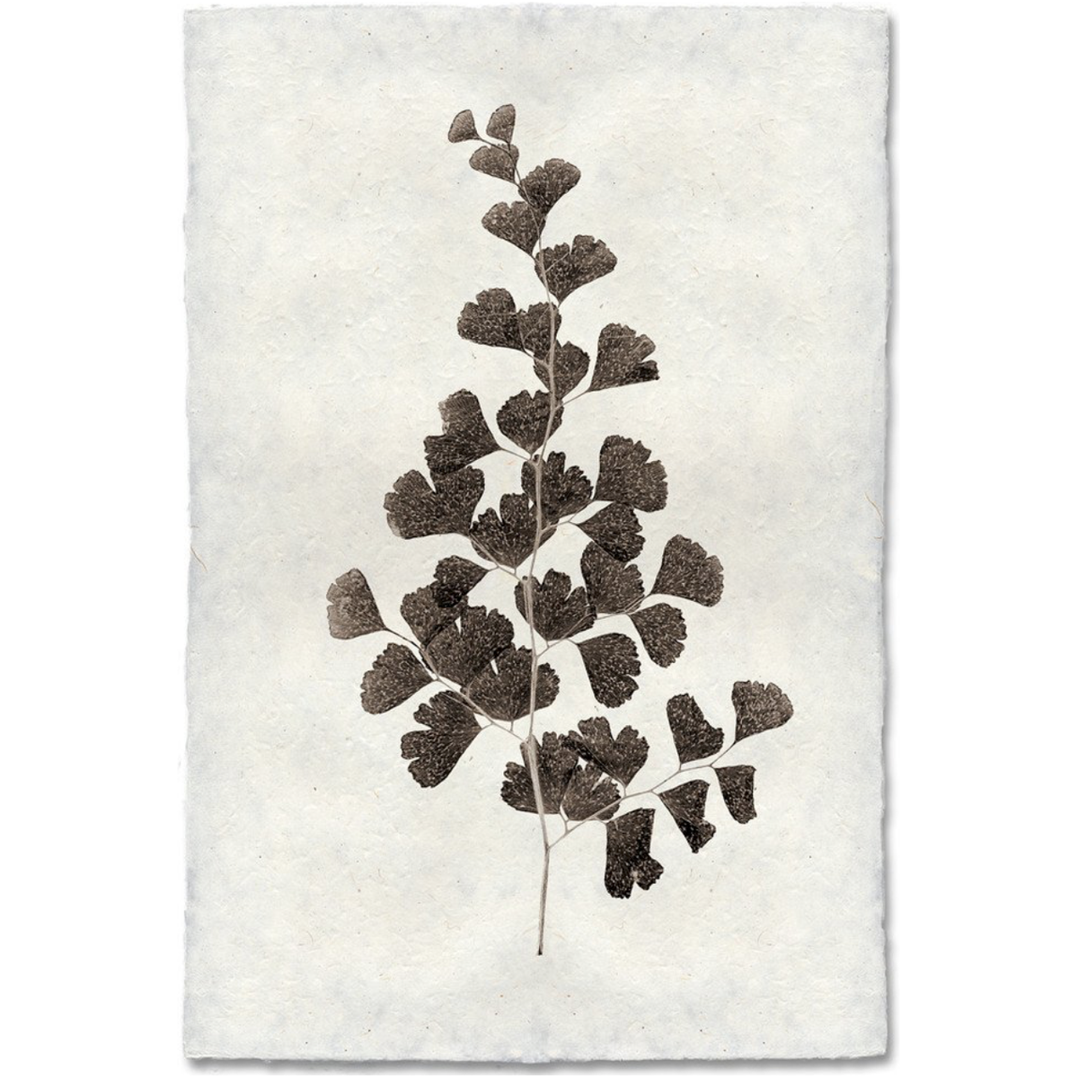 Leaf Study #1
