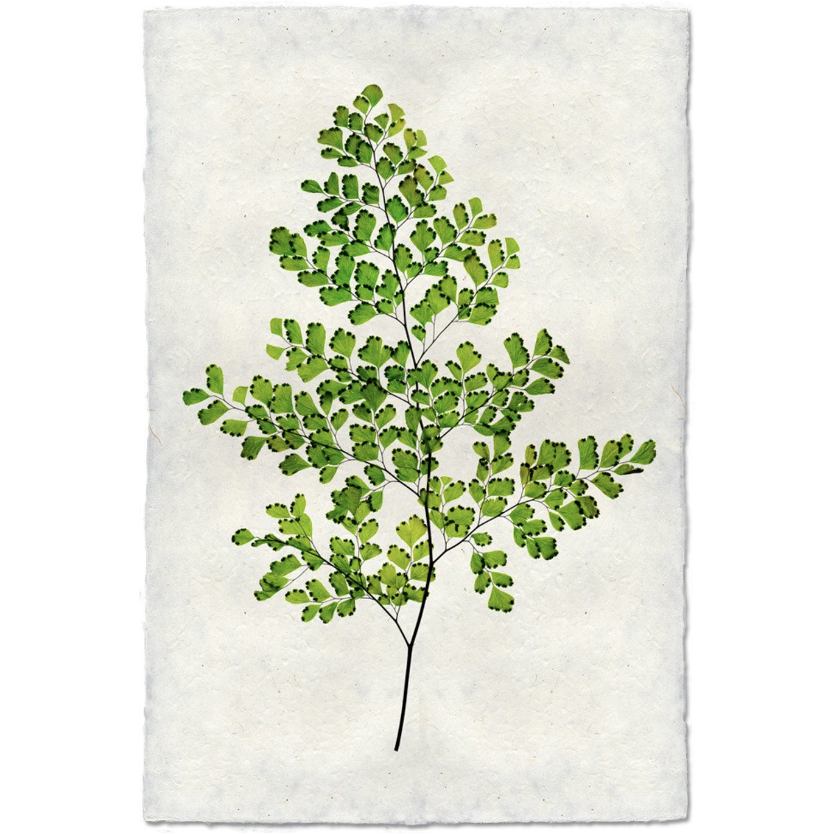 Fern #8