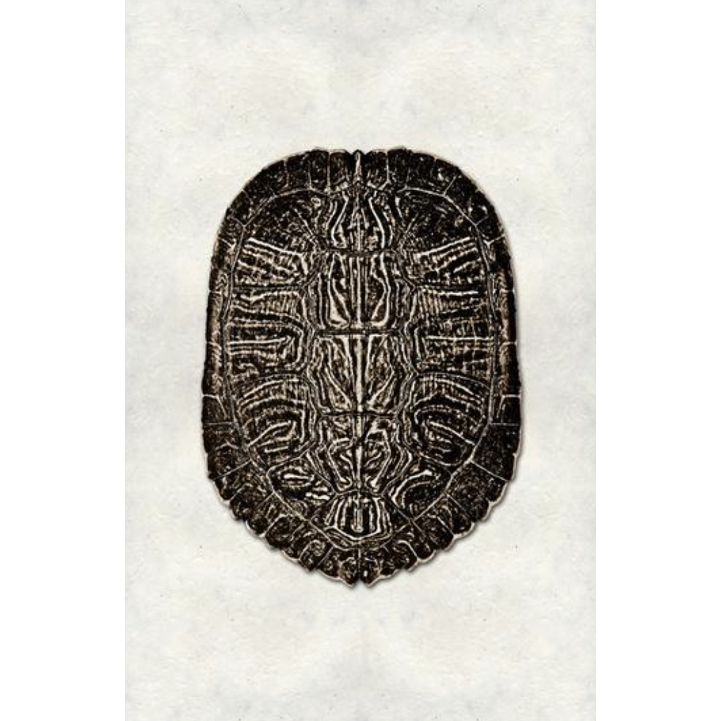 Turtle Shell #5