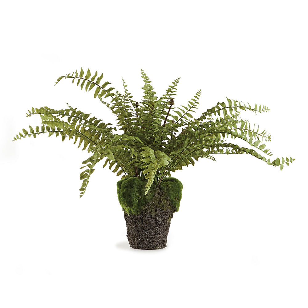 Boston Fern Drop-In 16" | ready to ship!