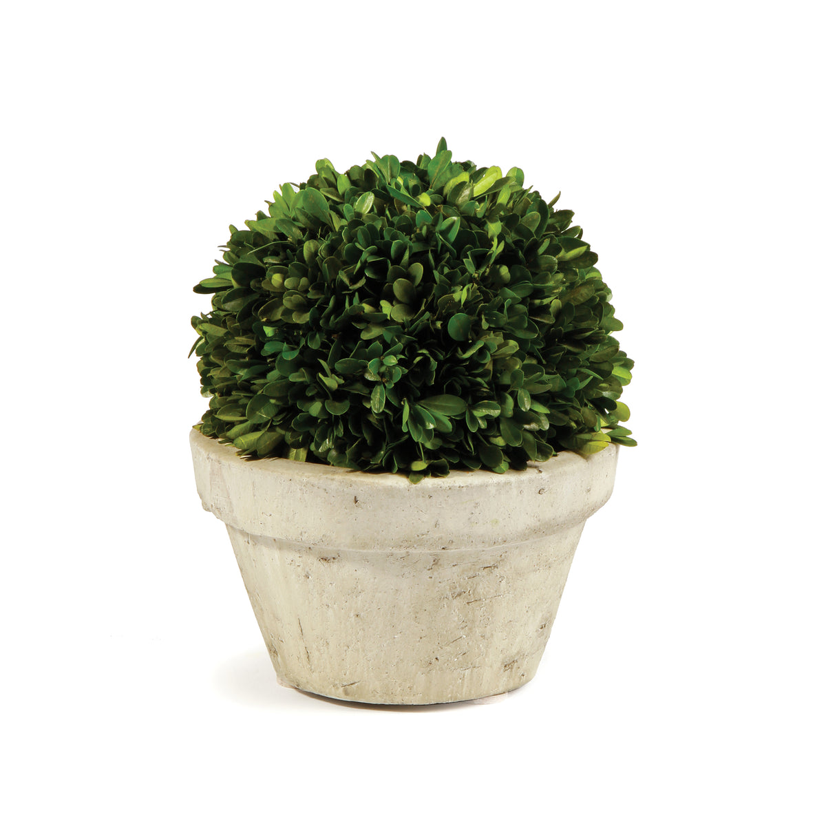 Boxwood Ball In Pot Large | ready to ship!