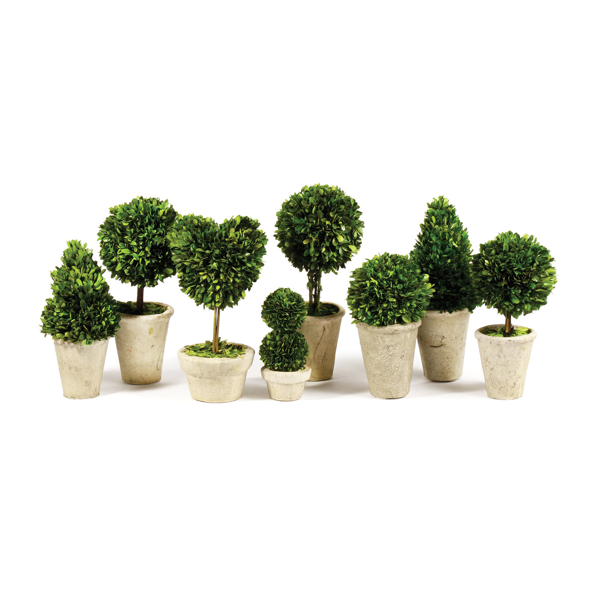 Boxwood Topiaries In Pots, Set Of 8 | ready to ship!