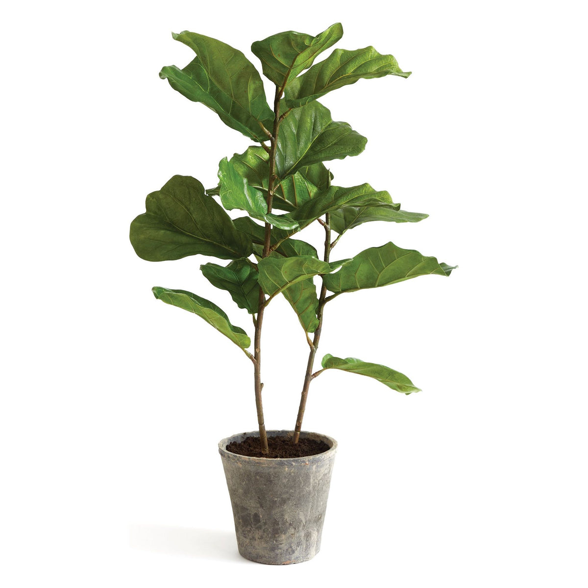 Fiddle Leaf Fig Potted 43" | ready to ship!