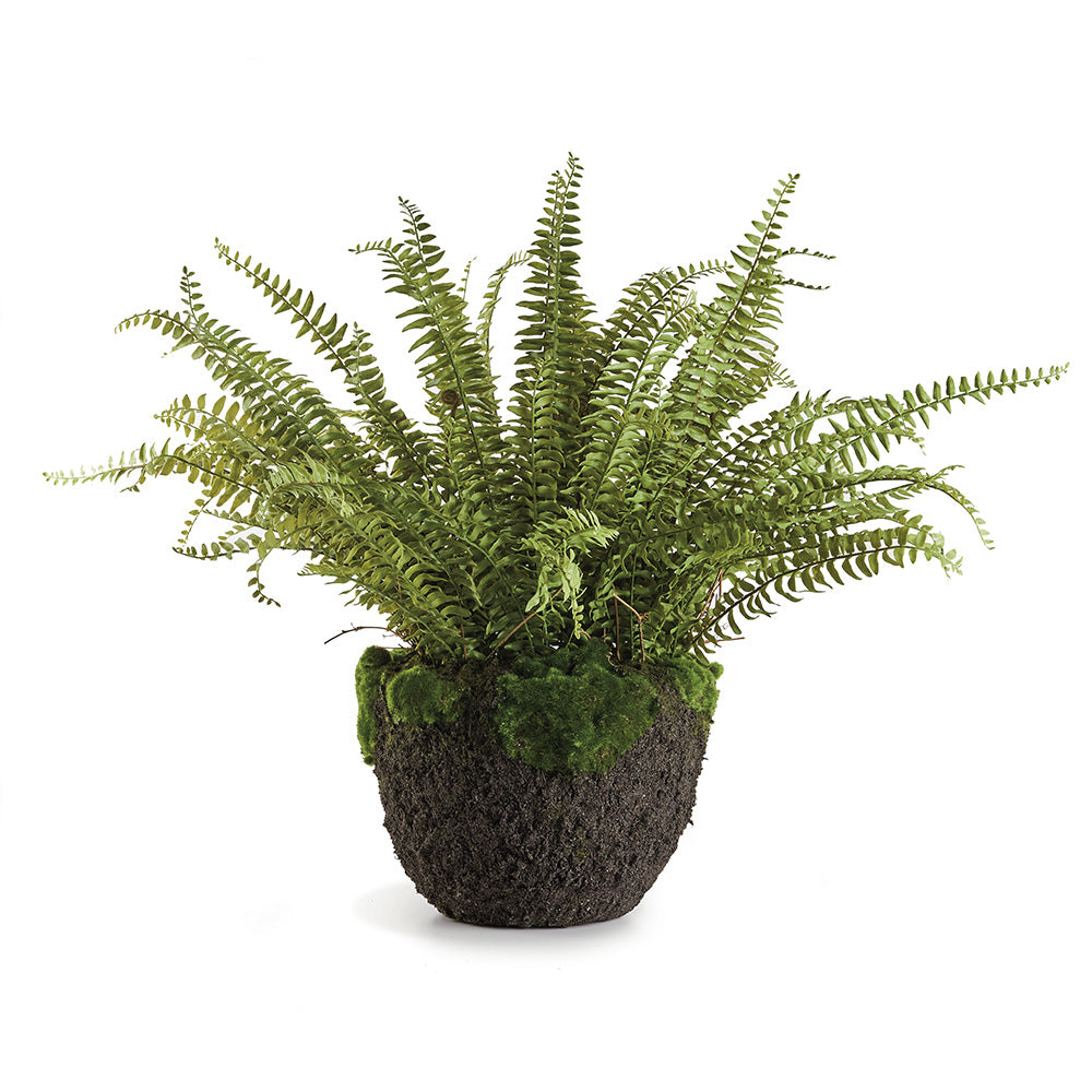 Grand Boston Fern Drop-In 30" | ready to ship!