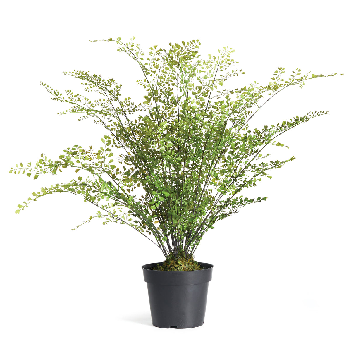 Maidenhair Drop-In 30" | ready to ship!