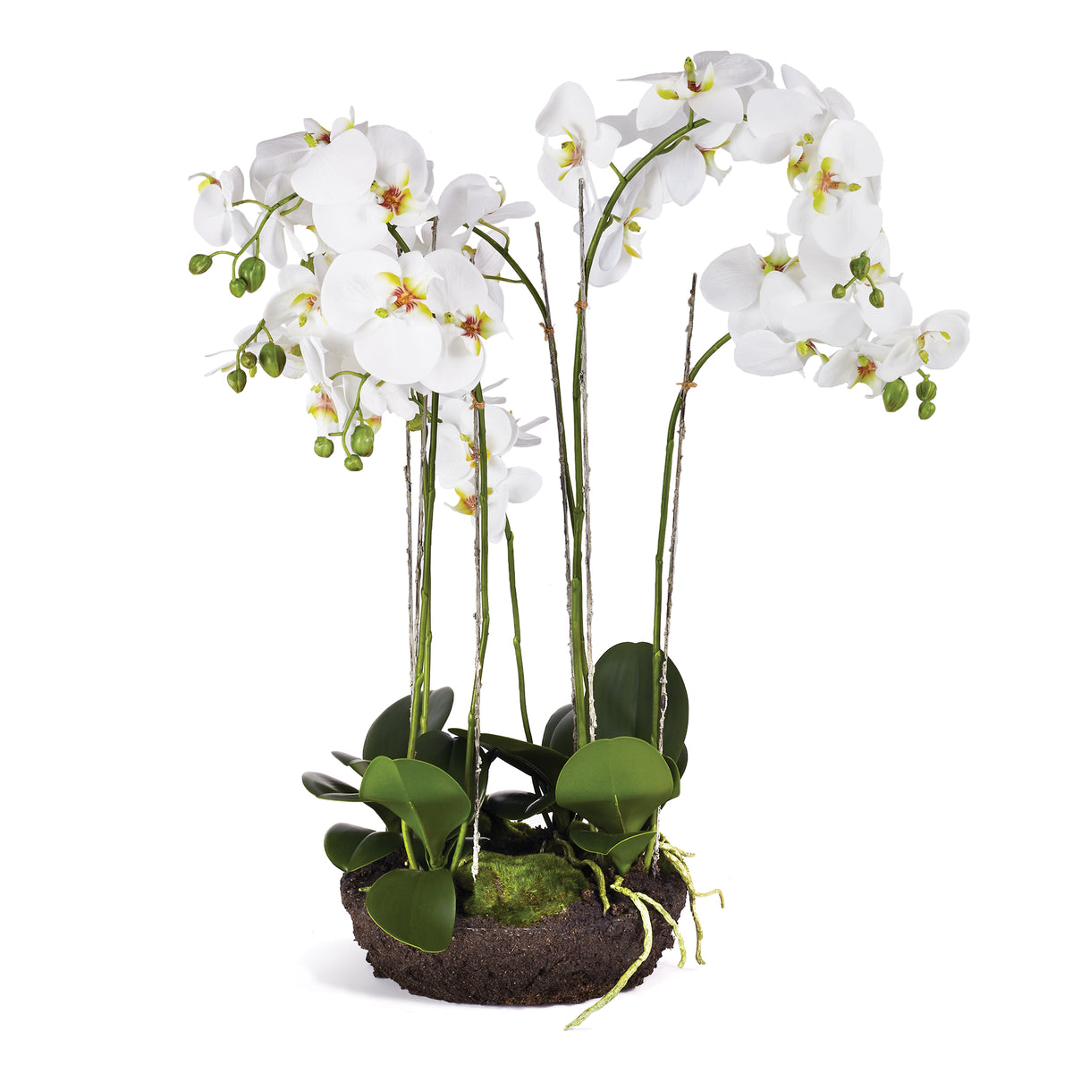 Phalaenopsis Bowl Drop-In 31.5" | ready to ship!