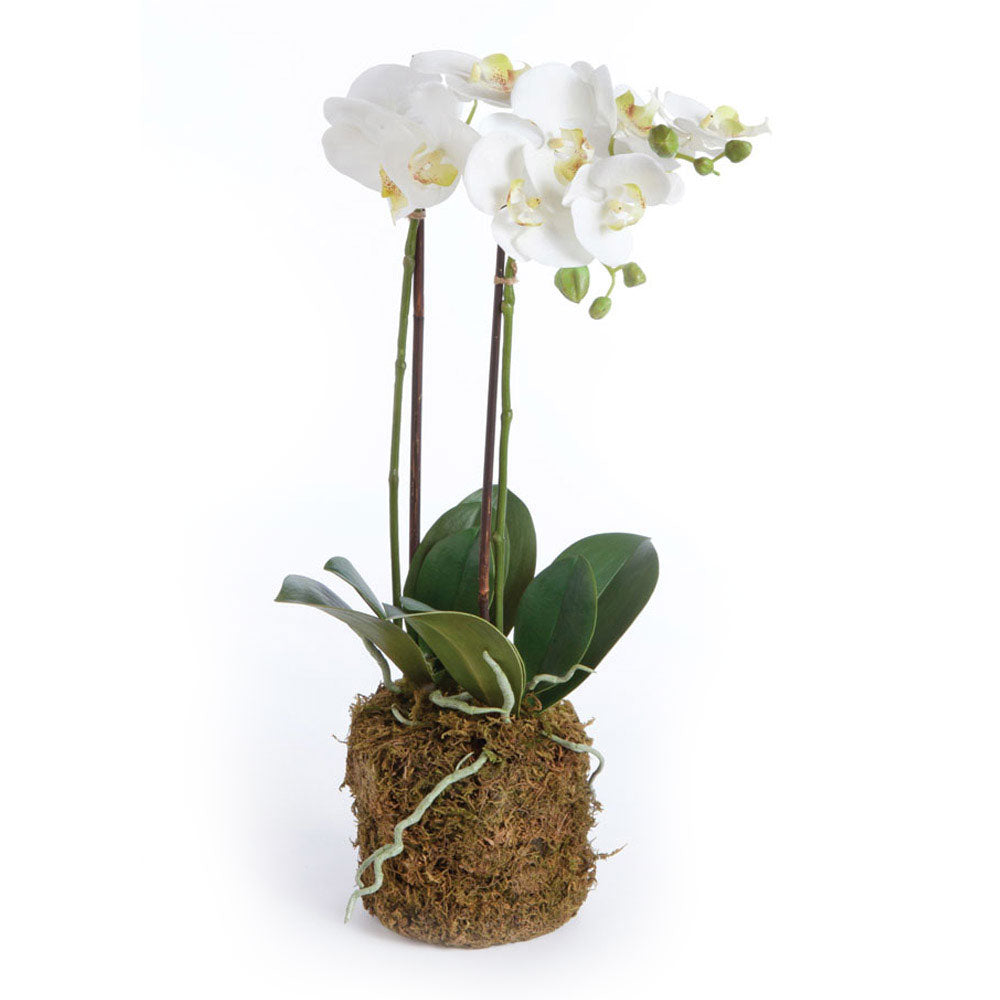 Phalaenopsis Orchid Drop-In 23" | ready to ship!