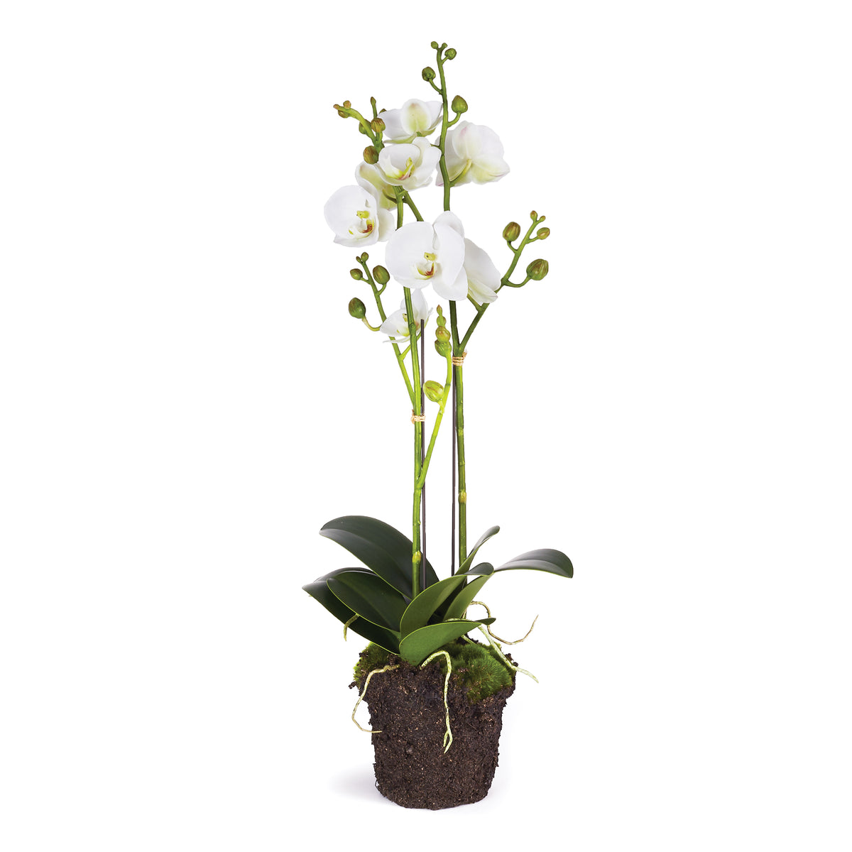 Phalaenopsis X 2 Drop-In 23" | ready to ship!