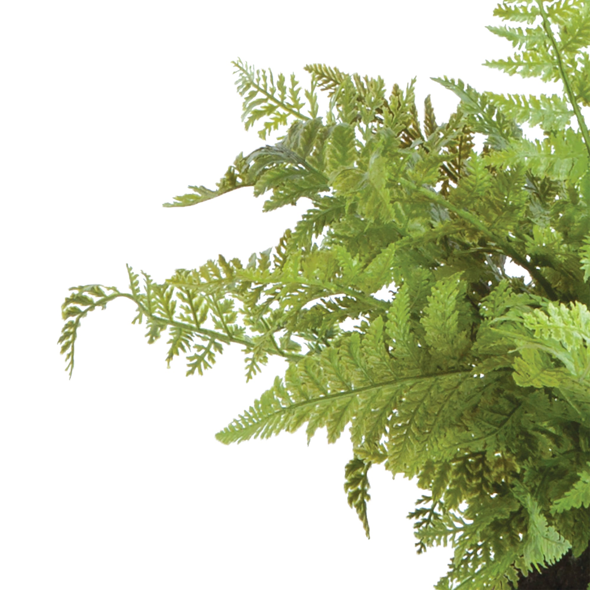 100% realistic- a perfect copy of your favorite greens. These drop-ins are no-hassle works of art. Right down to the carefully crafted root ball, just as nature designed. Amethyst Home provides interior design, new construction, custom furniture, and area rugs in the Newport Beach metro area.
