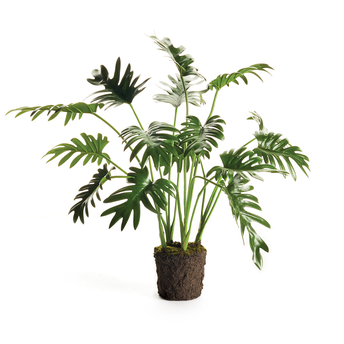 Split Leaf Selloum Drop-In 22.5" | ready to ship!