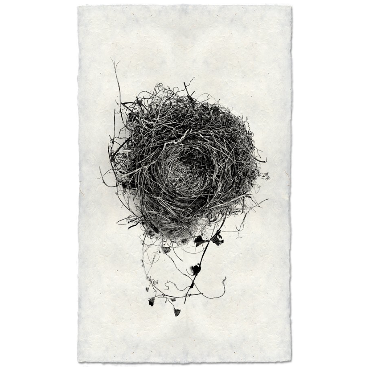 Nest Study #3