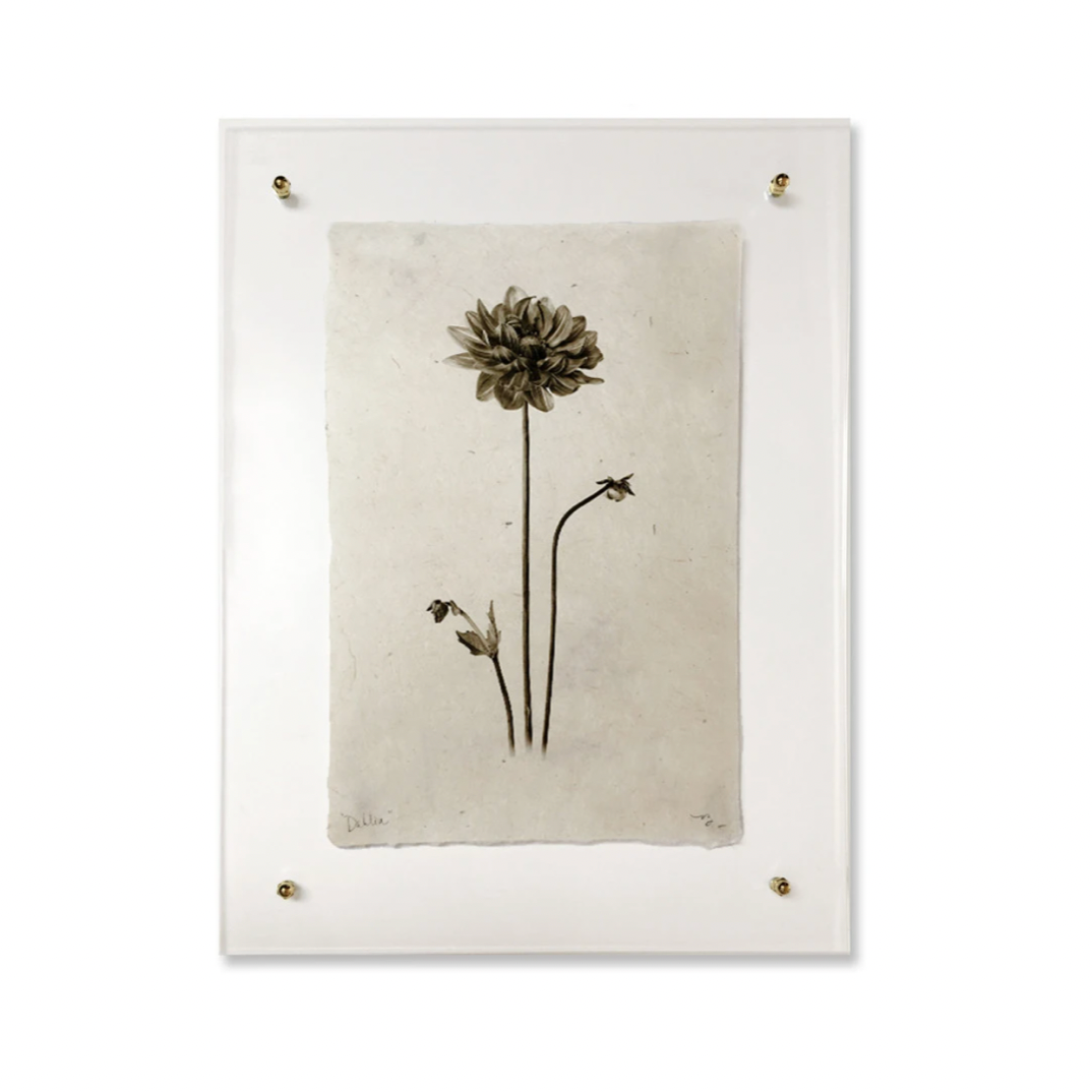 Single Dahlia