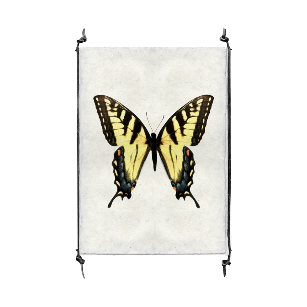 Butterfly #3