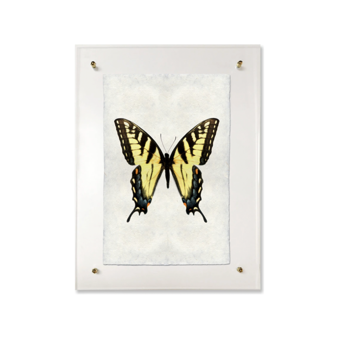 Butterfly #3