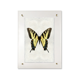Butterfly #3